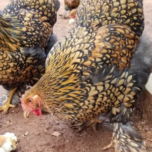 BUY GOLD LACED STANDARD COCHIN