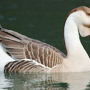 African Geese For Sale