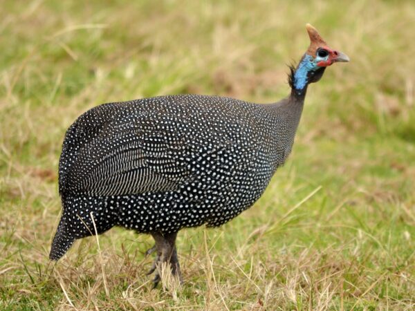 Buy African Guinea Fowl For Sale - Image 2