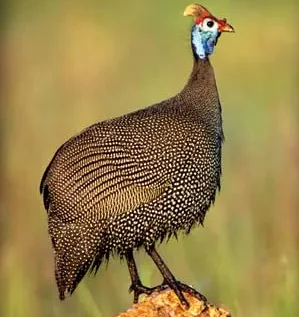 Buy African Guinea Fowl For Sale