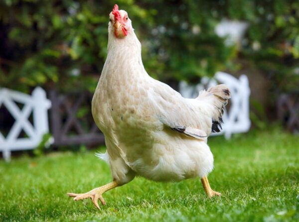 Amber Star Chicken For Sale