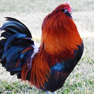 Ameraucana Bantam For Sale