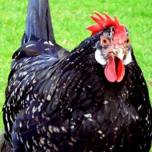 Anconas chickens For Sale