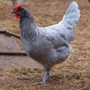 Andalusian Chickens For Sale