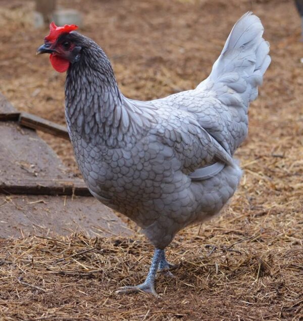 Andalusian Chickens For Sale