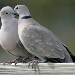 Doves For Sale