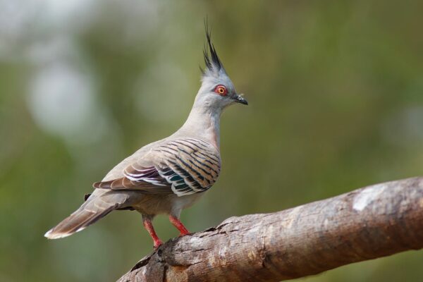 Australian Crested Doves - Image 2