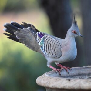 Australian Crested Doves For Sale