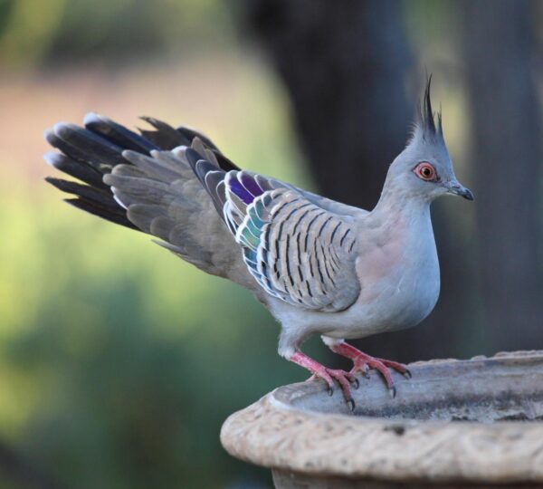 Australian Crested Doves For Sale