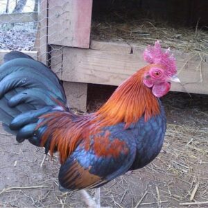 Buy B.B. Red Old English Game Bantam