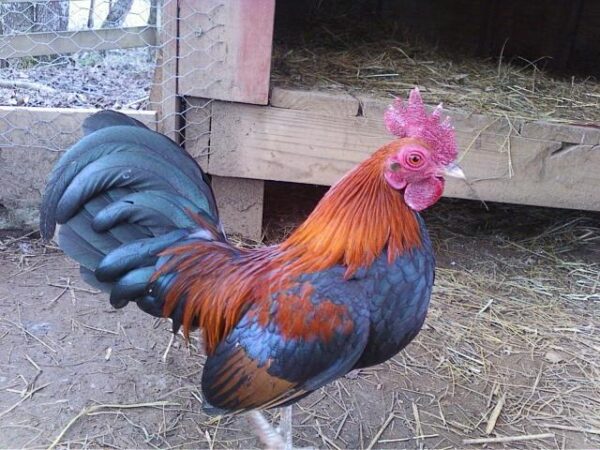 Buy B.B. Red Old English Game Bantam