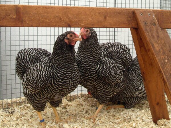 Barred Cochin Bantam
