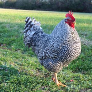 Barred Plymouth Rock Chicken For Sale