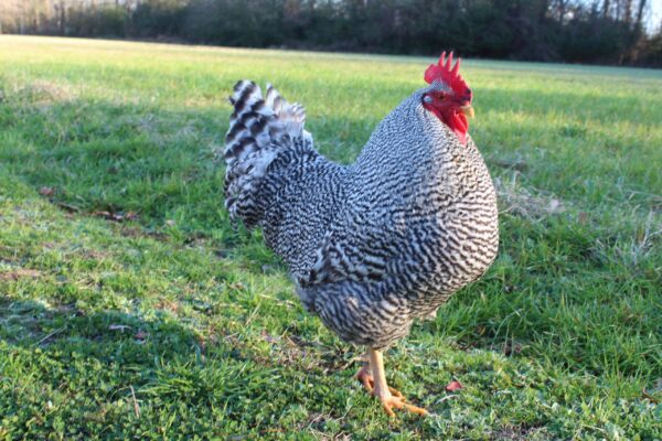 Barred Plymouth Rock Chicken For Sale