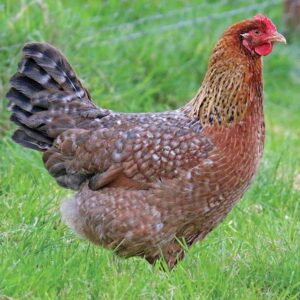 Bielefelder Chicken For Sale