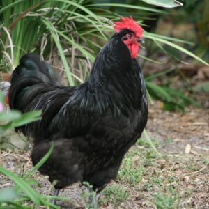 Australorp chickens For Sale