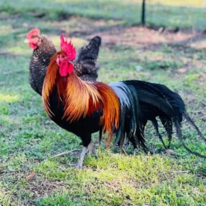 BUY BLACK BREASTED BROWN RED STANDARD OLD ENGLISH