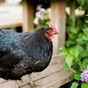 Black Giant Chicken For Sale