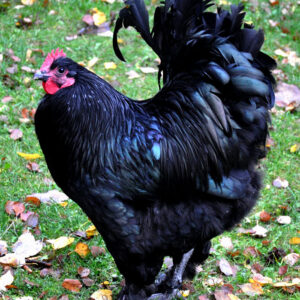 Black Langshan Chicken For Sale