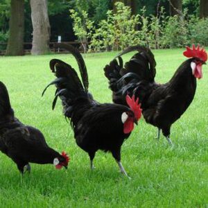 Black Minorcas Chicken For Sale