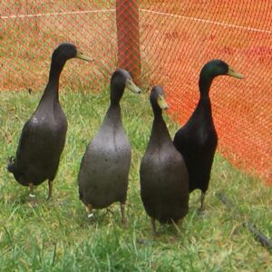 Black Runner Ducks For Sale