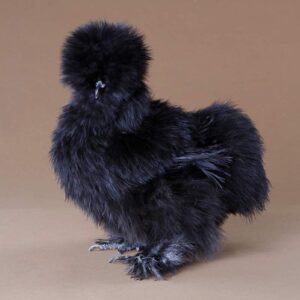 Black Silkie Bantam For Sale