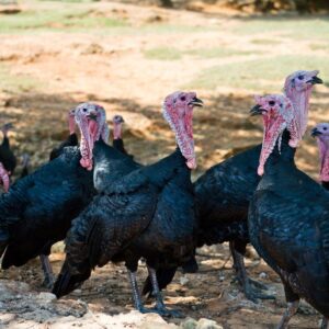 Black Spanish Turkeys For Sale