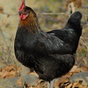 Black Star chicken For Sale