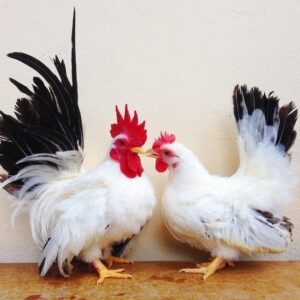 Black Tailed White Japanese Bantam For Sale