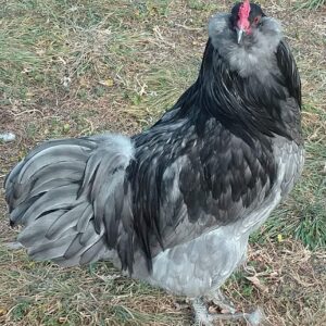 Blue Ameraucana chickens For Sale