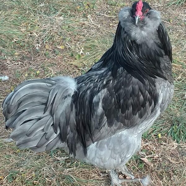 Blue Ameraucana chickens For Sale