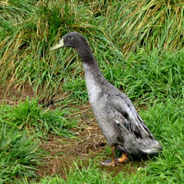 Blue Runner Duck For Sale