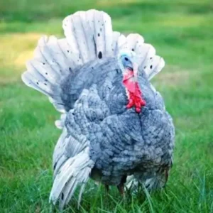 Blue Slate Turkeys For Sale