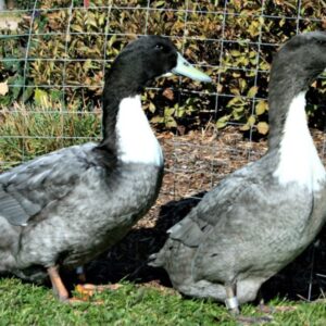 Blue Swedish Duck For Sale