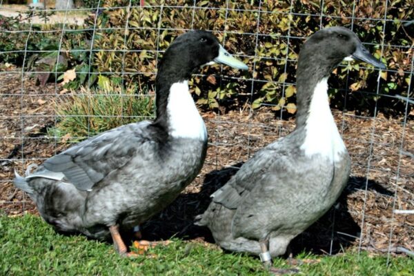 Blue Swedish Duck For Sale