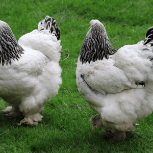 Light Brahmas Chicks For Sale