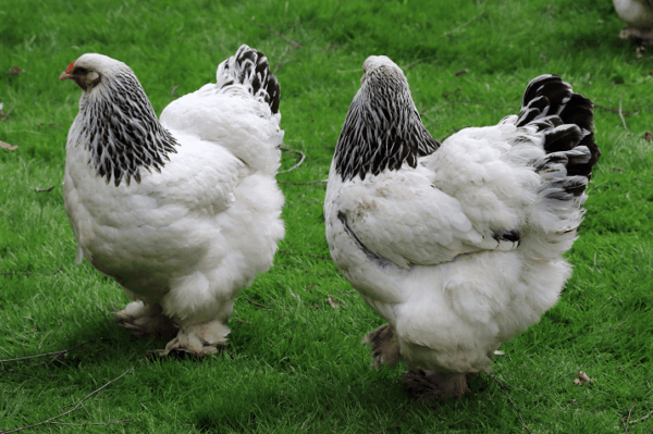 Light Brahmas Chicks For Sale