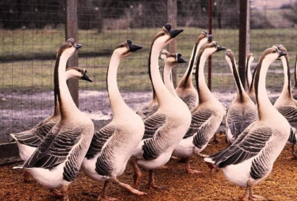 Brown Chinese Geese - Image 2