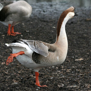 Brown Chinese Geese For Sale