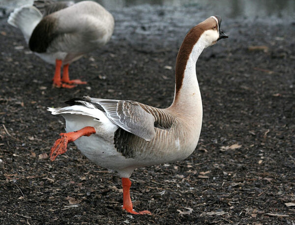 Brown Chinese Geese For Sale