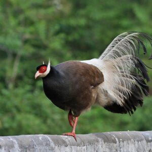 Buy Brown Eared Pheasants For Sale