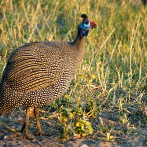 Buy Brown Guineas For Sale