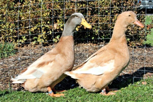 Buy Buff Duck for sale With 2 Egg - Image 2