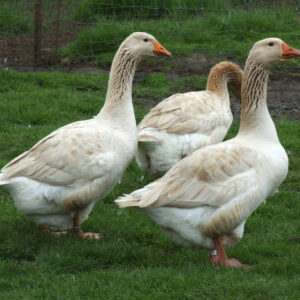 Buff Geese For Sale