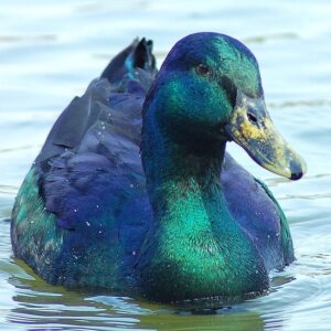 Cayuga Duck For Sale Near Me