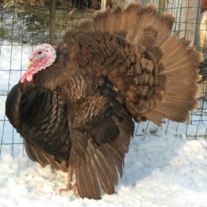 Chocolate Turkeys For Sale