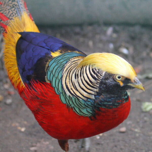 Dark Throated Red Golden Pheasants For Sale