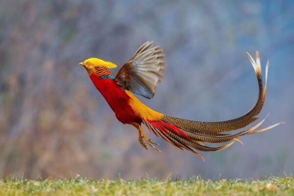 Dark Throated Red Golden Pheasants - Image 2