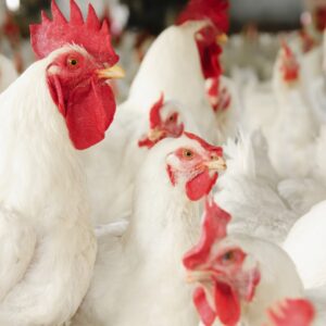 Delaware Broiler Chickens For Sale