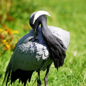 Demoiselle Crane bird For Sale